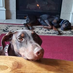 Meet your Posher, Amber